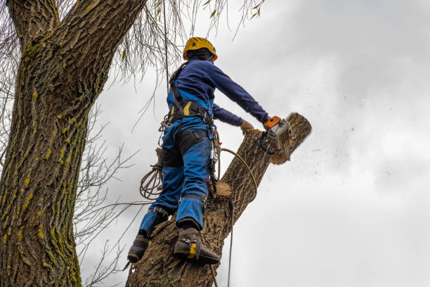 Trusted Beach Haven West, NJ Tree Care  Experts