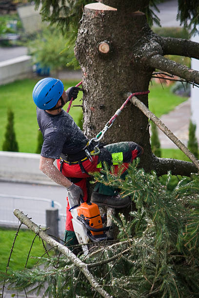 How Our Tree Care Process Works  in  Beach Haven West, NJ